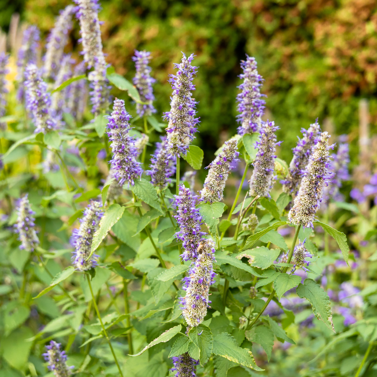 Patchouli