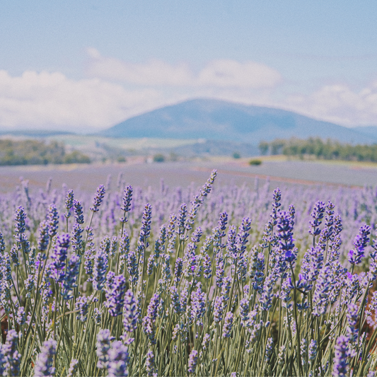 Lavender